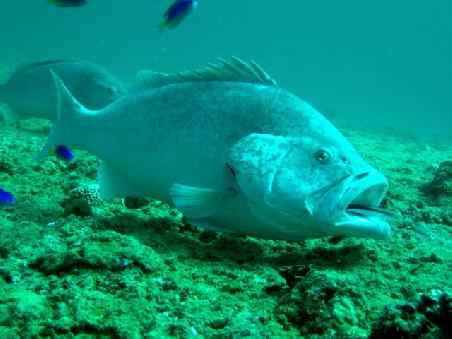 Barsch mit Putzerfisch im Maul.
