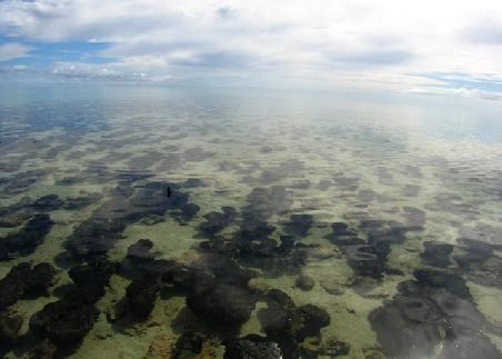 Stromatoliten, mit 3500 Millionen Jahren eine der ersten und ältesten Lebensformen der Welt.