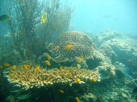 Unterwasserwelt Thailands