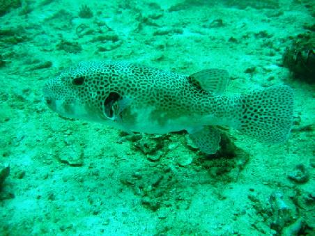 Ein Fisch von Vielen