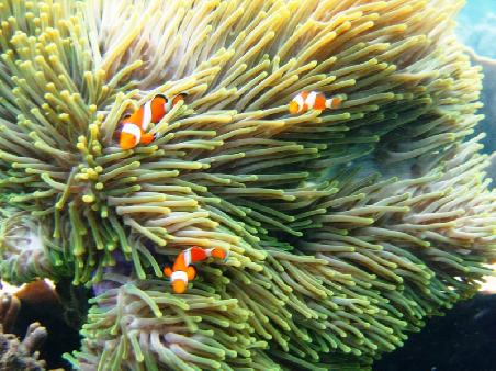 Nemos beim Schnorcheln