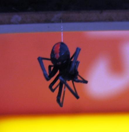 Rotrückenspinne