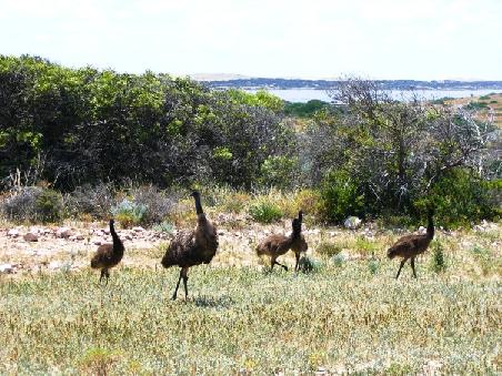 Emu