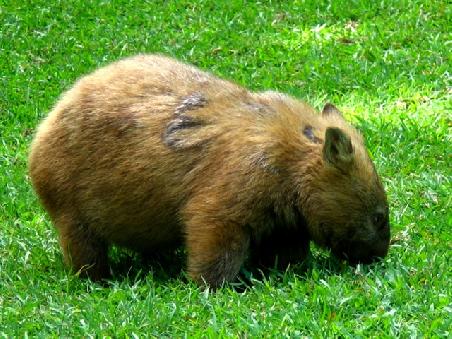 Wombat