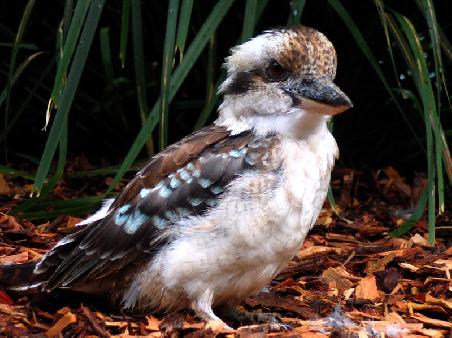 Kokaburra