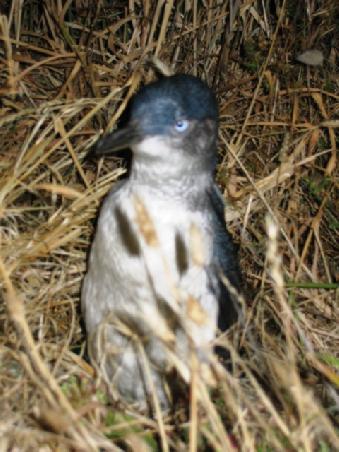 Kleiner Pinguin