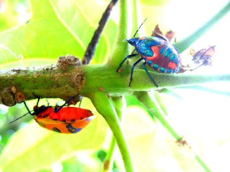 True Bug