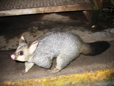 Bürstenschwanz-Possum