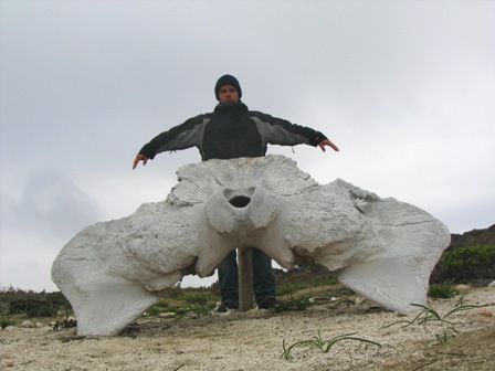 Ein Rückenwirbel eines kleinen Wales!