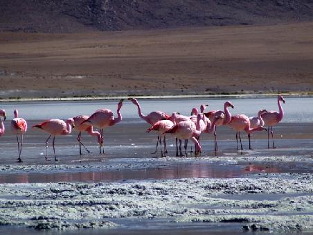 Es gibt hier drei verschiedene Flamingoarten und zwei davon haben wir gesehen!