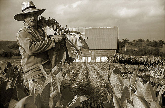 Tabak - das Gold Cubas