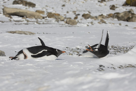 Brown Bluff beach club