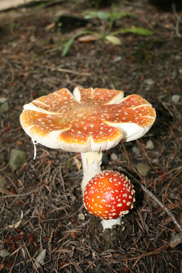 Fliegenpilze in Hamner Springs