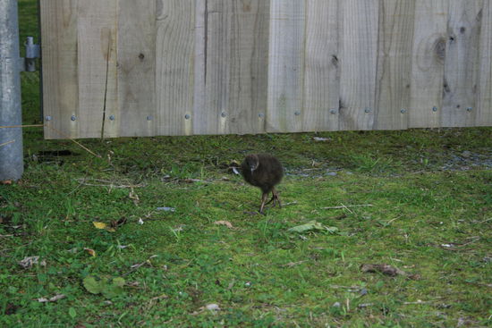 Weka baby bei den Pancakes Rocks