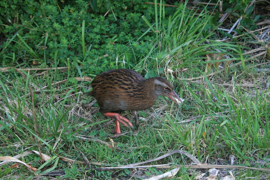 Weka Mama - ziemlich neugierige Laufvögel - haben kaum Angst vor Menschen - hüpfen manchmal ins Auto auf der Suche nach Essen