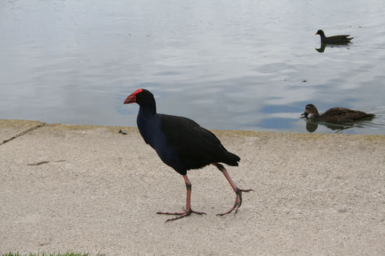 Pukeko-vogel - schauen sehr lustig aus beim Laufen