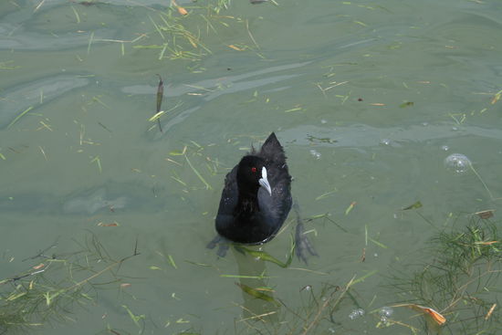 Die Enten sind hier auch schwarz