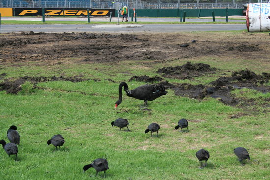 Und die Schwäne auch....