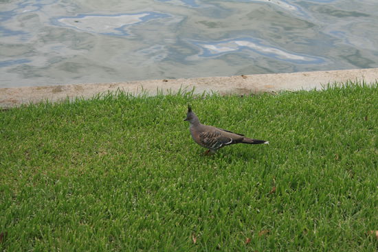 Mein Favouritenvogel: die Irokesentaube (der wirkliche name kann von meinem abweichen...)