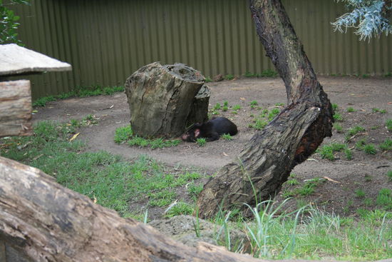 Tasmanischer Teufel - größer als er aussieht