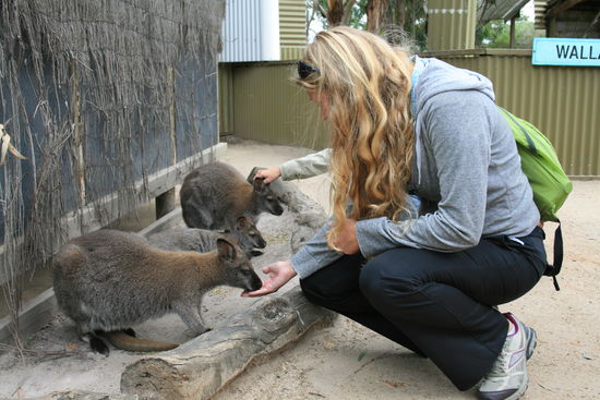 Wallaby Füttern