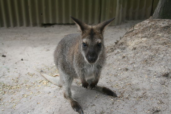 kleines Wallaby