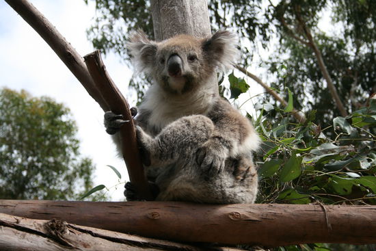 Recht entspannter Koala