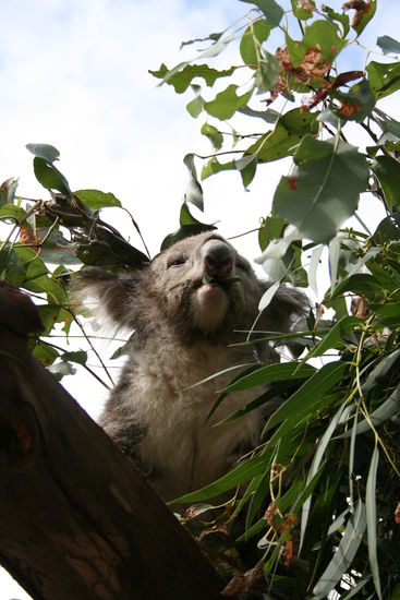 Beim Eukalyptusessen