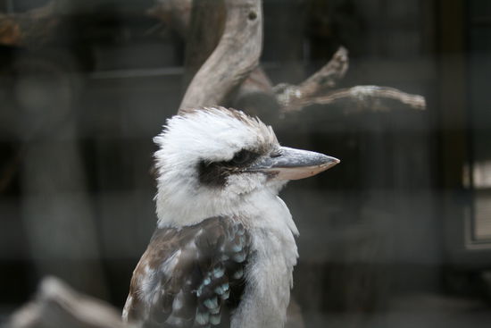 Auch ein toller Vogel - der Kookaburra - er heißt auch "Lachvogel", weil er sich anhört wie "lachende" Affen