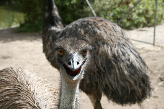 ein lustiger Emu