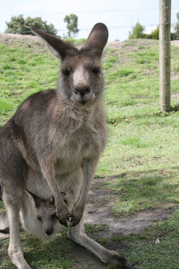 größeres Kangaroo mit Baby - wenn mama isst, kann baby auch bequem gräßchen zupfen