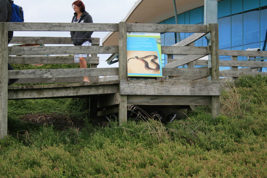 Wer findet den Pinguin im Bild?