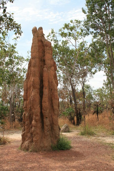 Ein Termitenbau - schaetzungsweise vier Meter hoch...