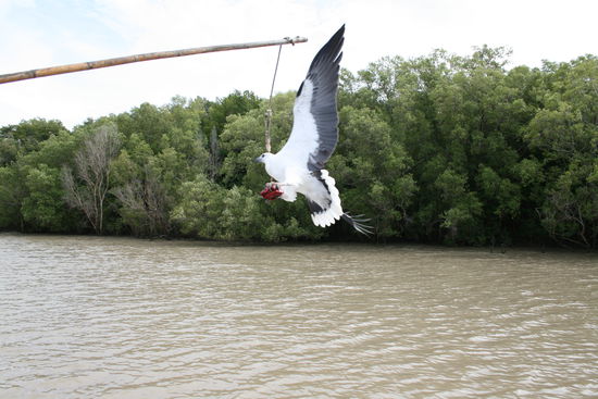 Ein Seeadler - war eigentlich fuer die crocos gedacht...