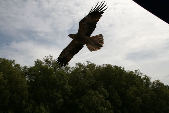 Die ganzen Voegel waren natuerlich neugierig, war echt beeindruckend