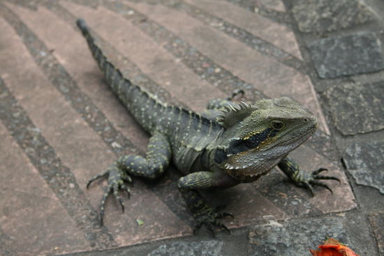 Water dragon im  Roma Park - könnten einem dort über den Weg laufen