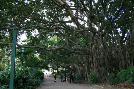 Botanischer Garten Brisbane