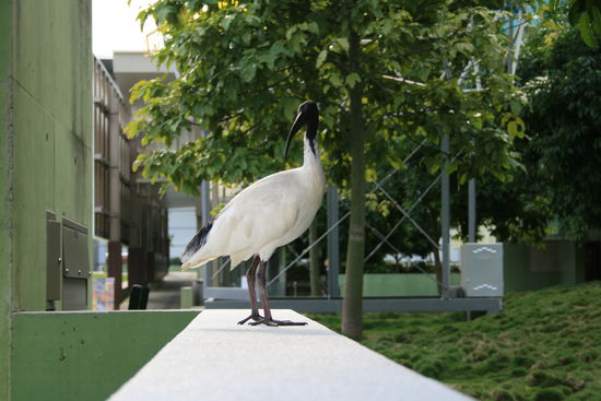 Abis vogel - sind ziemlich aufdringlich - wenn welche in der nähe sind, sollte man auf sein essen aufpassen