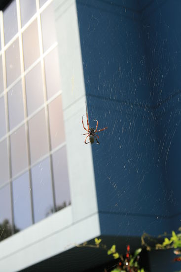 Erstes Tierchen - sieht man aber nicht so häufig in der Stadt - zum Glück