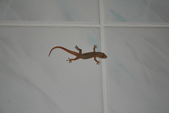 Diese lieben Geckos gibt es dort überall. Dieser war auf der Hauptinsel in unserem Bad.