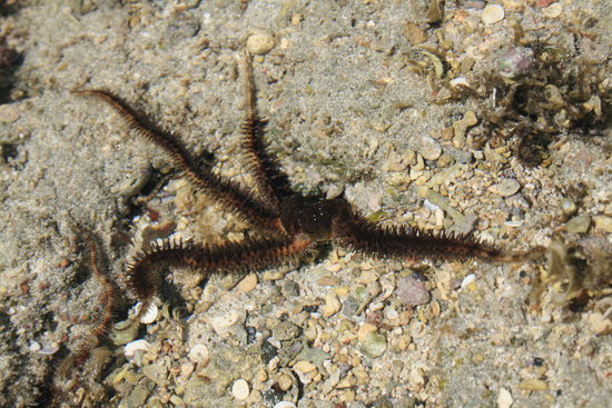 ...außerdem waren da überall diese eigenartigen Seesterne. Wir wussten auch nicht so recht ob sie giftig sind. (Wie bei den meisten Tieren, die wir hier getroffen haben...)