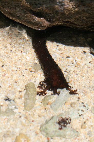 Wir trafen auf so manches getier, was wir nicht ganz zuordnen konnten...