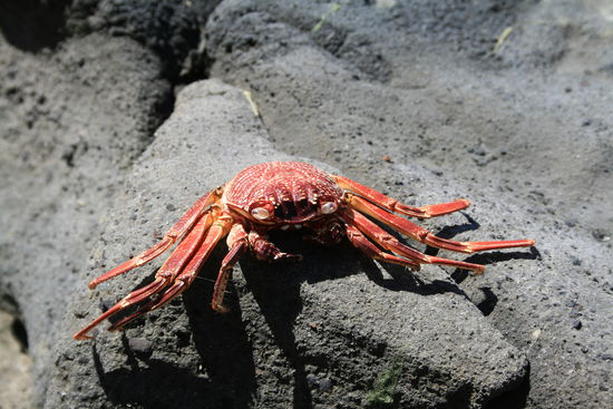 Die Krabben hier sind eigentlich grün. Also zumindest die lebenden. Die, die wir fotographieren konnten waren leider fast alle tot. Ich weiß nicht sicher, ob diese Krabben grün waren, als sie gelebt haben. Wir haben zumindest keine lebenden roten Krabben gesehen...