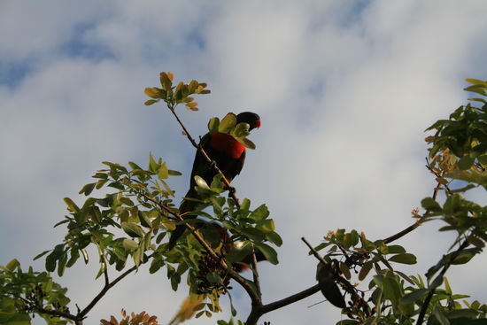 Das scheint eine Papageienart zu sein. Die gibt es hier in Schaaren. Sie sind auch ziemlich laut, vor allem wenn sie sich dann alle abends um einen schlafplatz streiten...