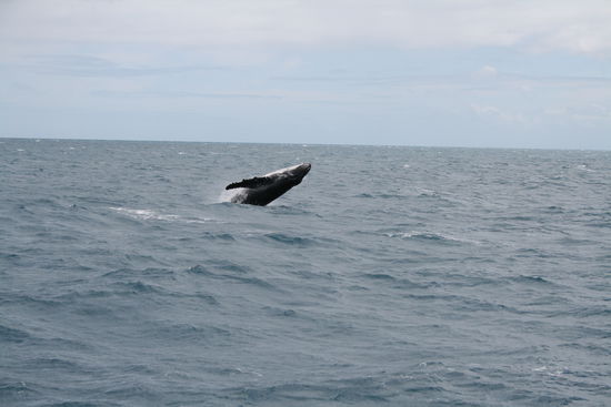 leider haben wir nur den baby wal über wasser gesehen.