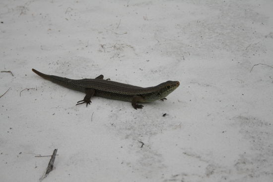 Die Eidechsen gibt es dort überall