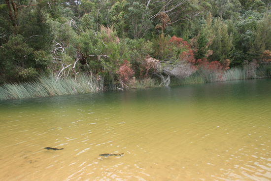 Lake Wabby, dort gibt es Katzenfische (ziemlich groß...)