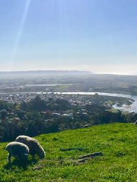 Kohi Point Scenic Reserve,