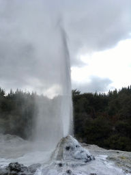 Lady Knox Geysir