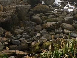 Suchbild Robben